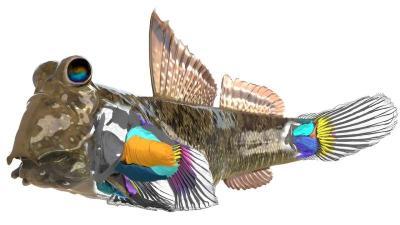 Anatomical study of the mudskipper reveals their adaptations to walking on land