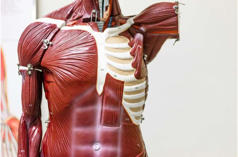 anatomy model