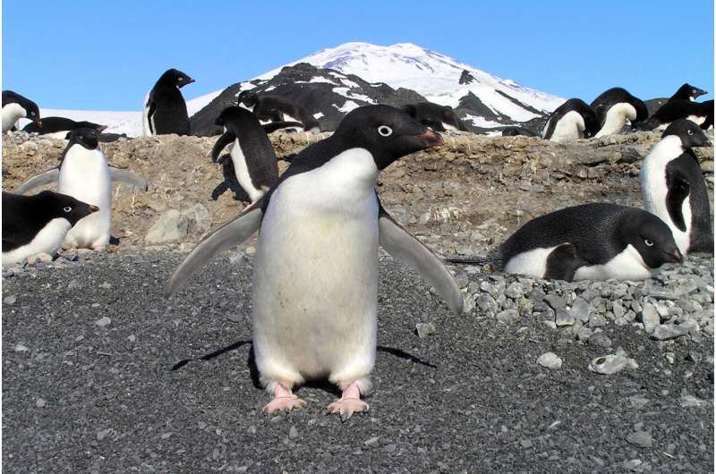 Ancient Adélie penguin DNA reveals that small repeats persist for hundreds of millions of years