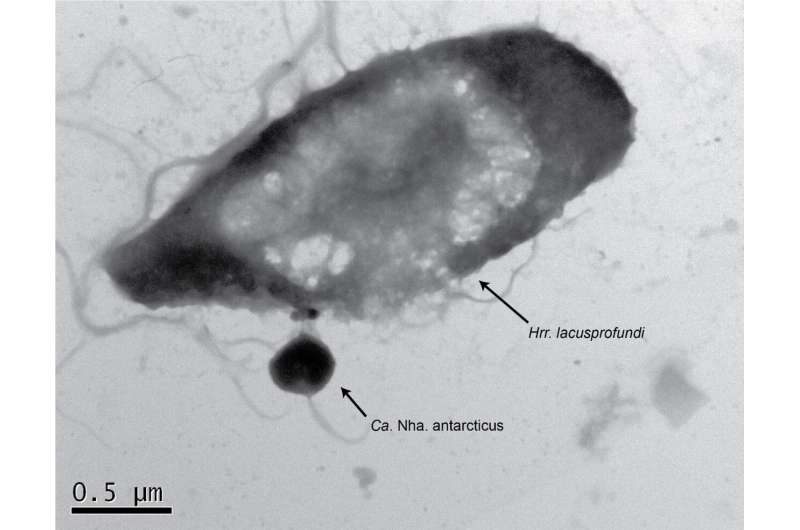 Ancient Antarctic microorganisms are aggressive predators