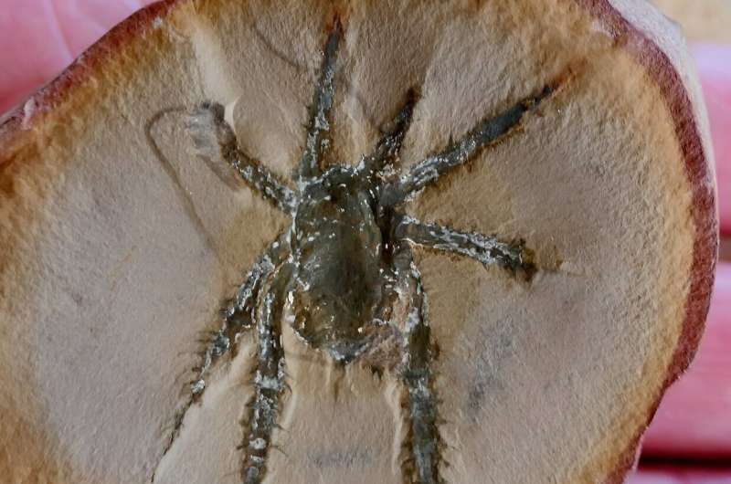 美国煤林中的古代蛛形纲动物因其多刺的腿而引人注目