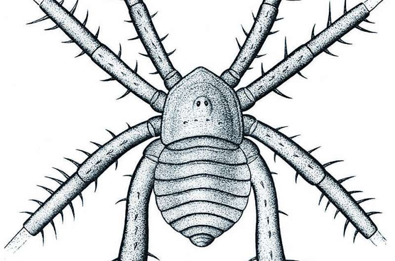 美国煤林中的古代蛛形纲动物因其多刺的腿而引人注目