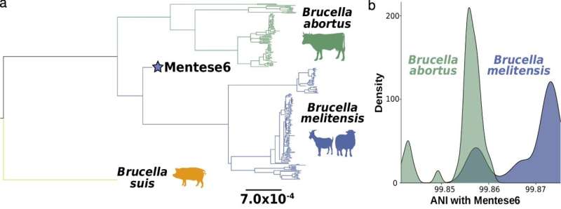 Ancient DNA analyses imply brucellosis evolved with development of farming