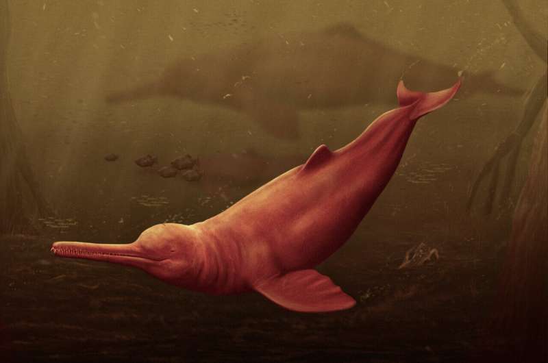 Ancient giant dolphin discovered in the Amazon
