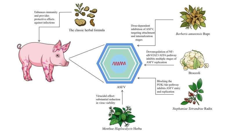 Ancient remedies for modern woes: TCM in the fight against african swine fever