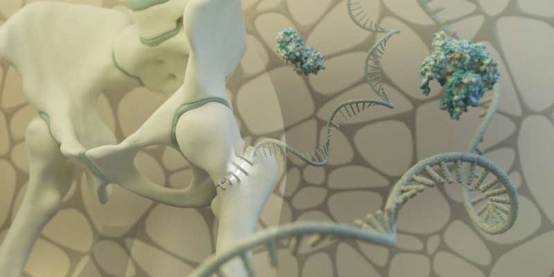 Old viral elements in RNA stimulate bone repair