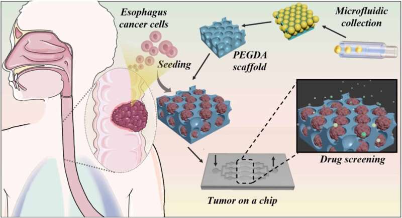 And improved method for anti-cancer drug detection: How tiny tumor models could transform drug testing