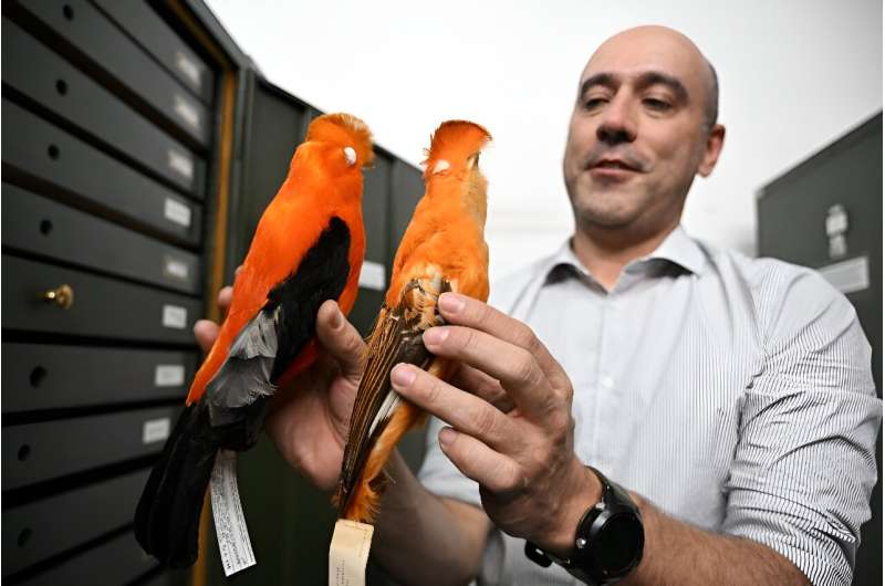 Andres Cuervo, curator of the ornithology collection of the Institute of Natural Sciences, believes it holds secrets that can help 'solve problems that have to do with biodiversity'