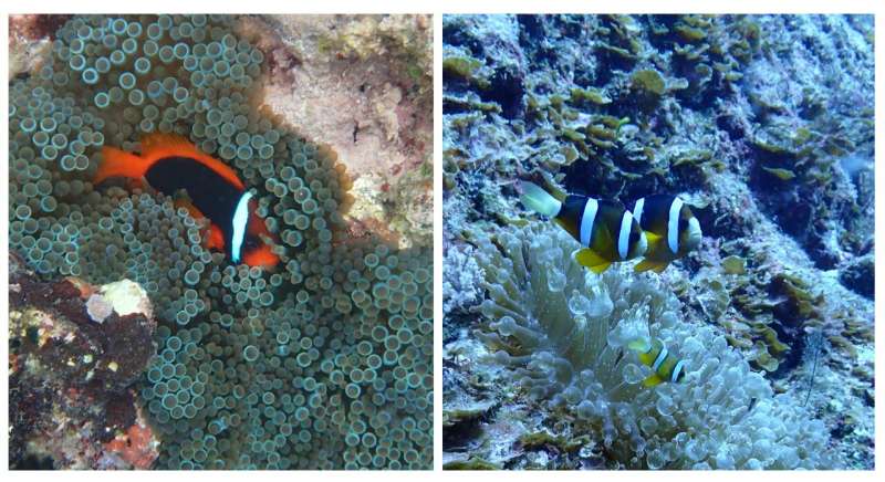 Anemonefish are better taxonomists than humans