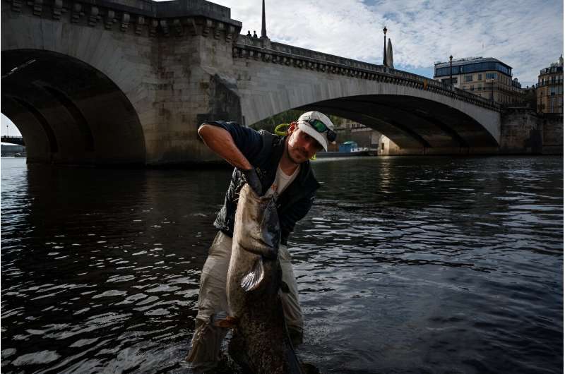 Angler Bill Francois lands a beauty under the Pont Marie bridge in central Paris