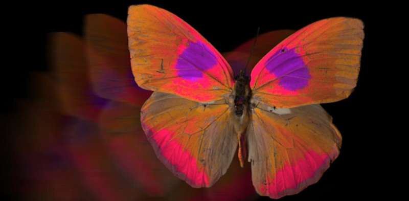 Animals see the world in different colours than humans—new camera reveals what this looks like