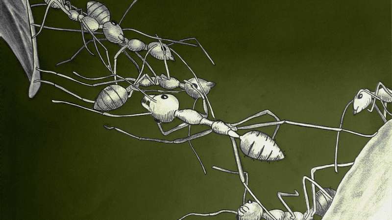 Ant Behavior Inspires Autonomous Material Assembly Research 