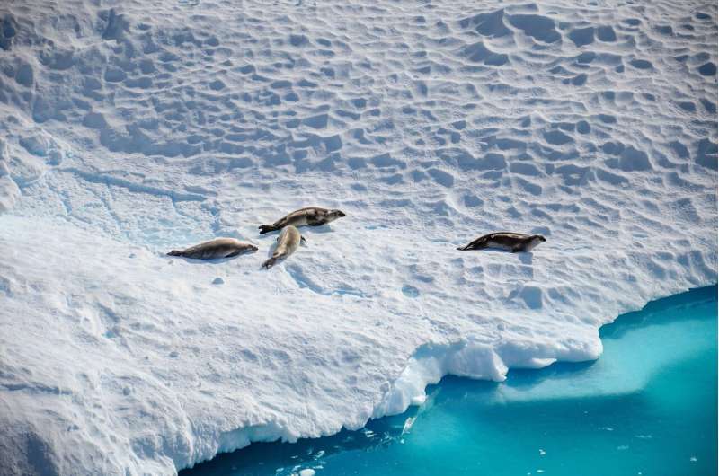 Longer-lasting ozone holes over Antarctica expose seal pups and penguin chicks to much more UV - Phys.org