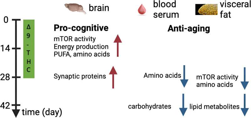 Low-dose THC reverses mind ageing and complements cognition in mice, analysis suggests