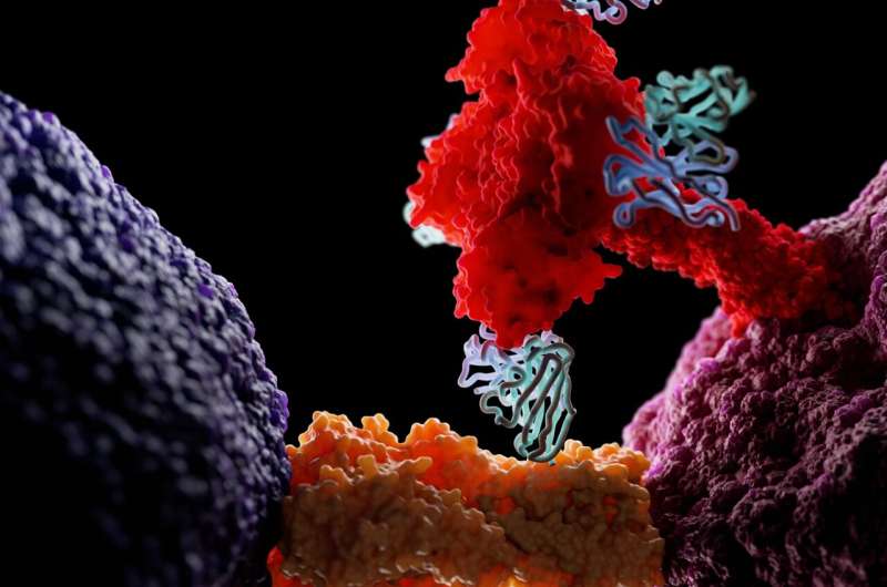 Antibodies may aid effort to fight influenza B: Study