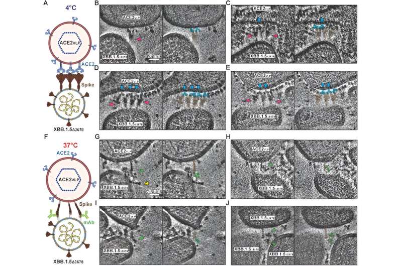 Antibody could offer sweeping protection against evolving SARS-CoV-2 virus