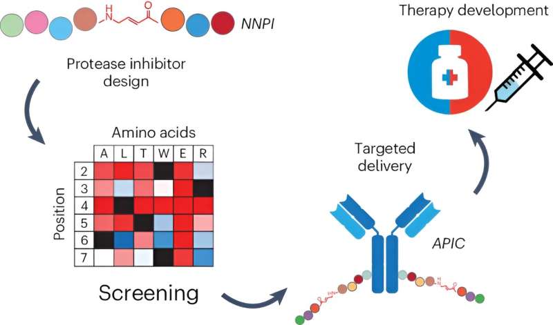 Antibody-peptide inhibitor conjugates: A new path for cancer therapy