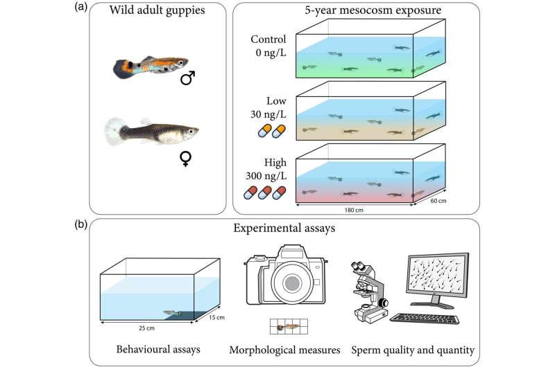 Antidepressant air pollution is rewiring fish habits and replica, biologists expose