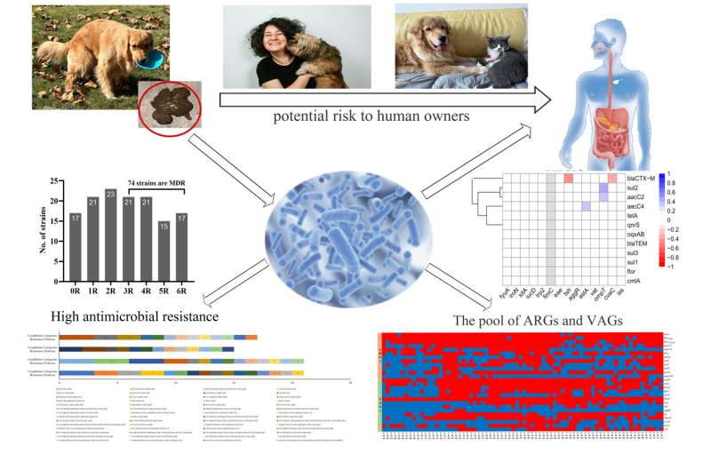 Antimicrobial resistant Escherichia coli found in dogs with diarrhea
