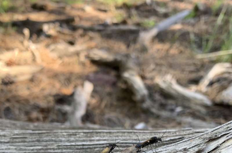 Ants in Colorado are on the move due to climate change