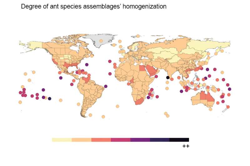 Hormigas que están rompiendo fronteras biogeográficas... y homogeneizando la biodiversidad
