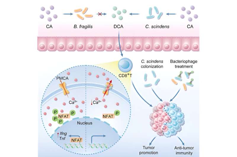 Apr24USTC Reveals Interaction Mechanism Between Intestinal Microbial Environment and Tumor Immune MicroenvironmentColorectal can