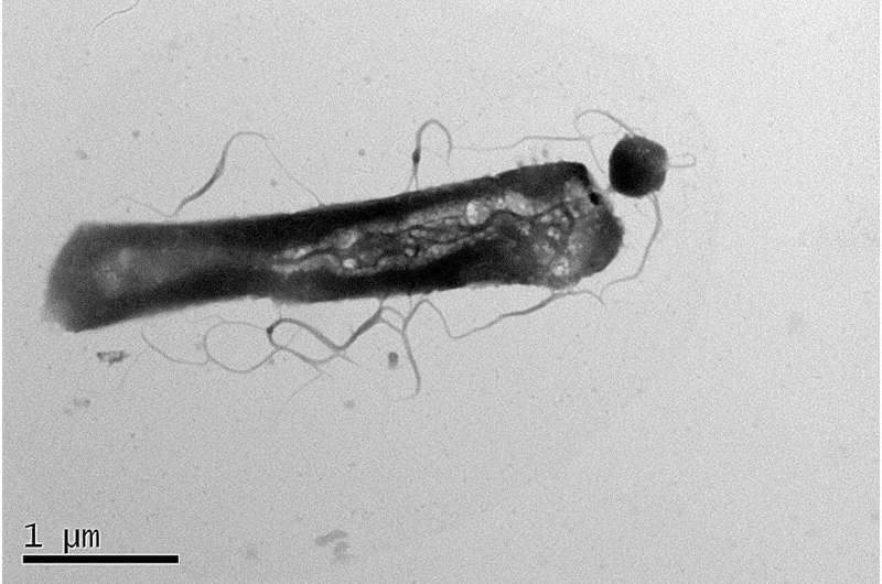 Archaea can be picky parasites