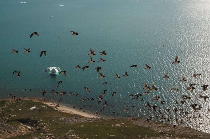 Arctic nightlife: seabird colony bursts with sound at night