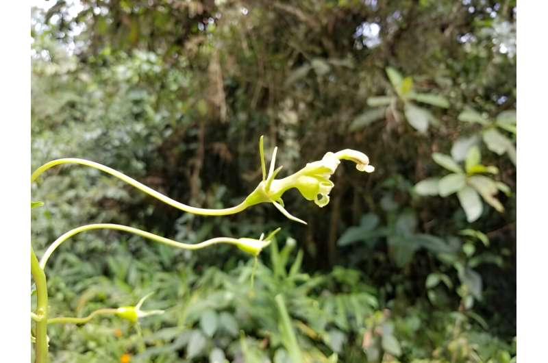 Are long stems on flowers an adaptation that encourages bat pollination?