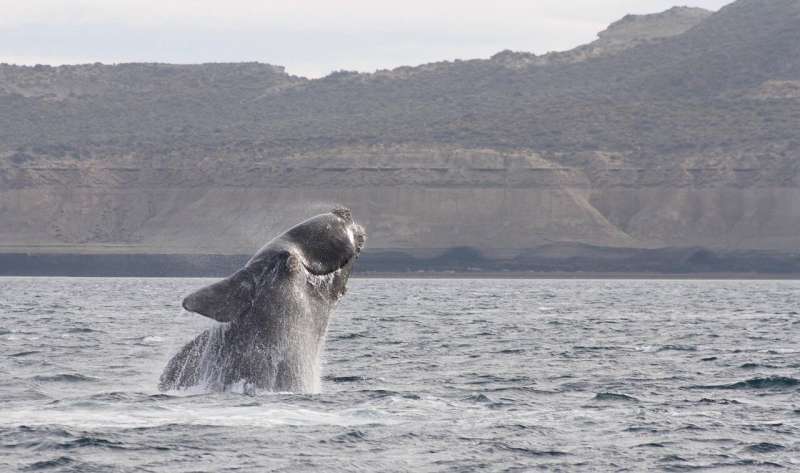 Are marine protected areas safeguarding the Tohorā – southern right whale?