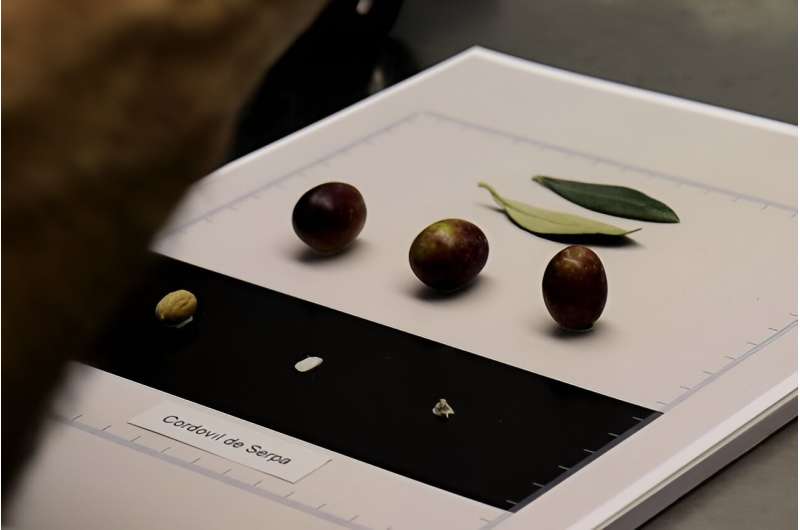 Artificial Intelligence tool designed to identify olive varieties based on photos of olive pits