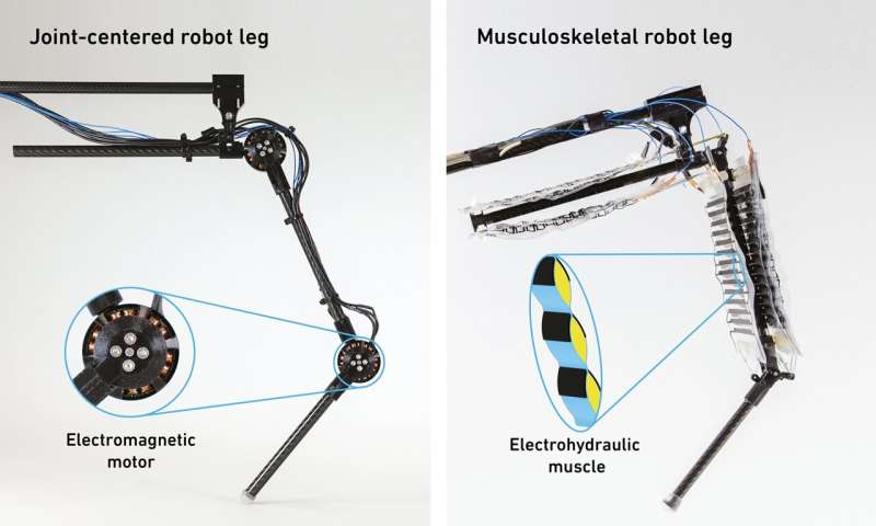 Artificial muscles propel a robotic leg to walk and jump