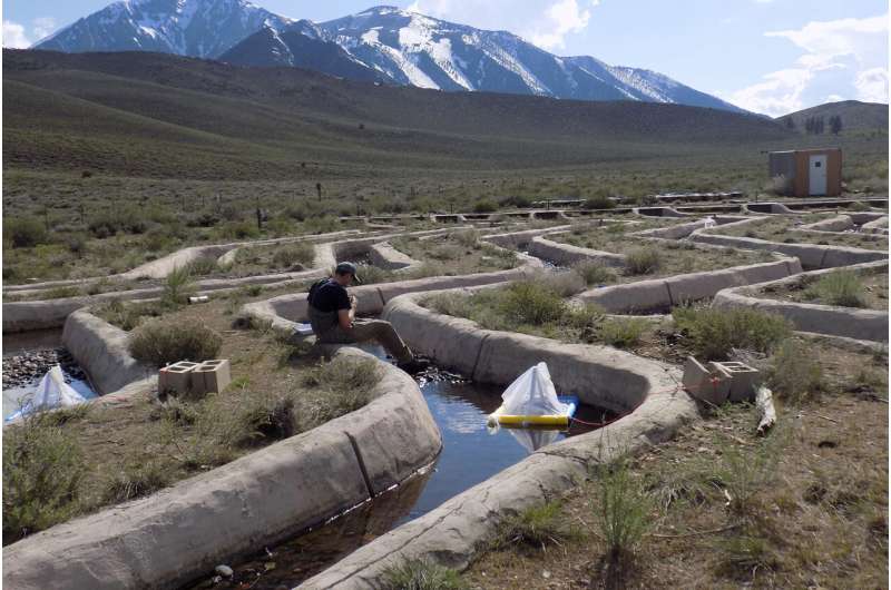 Artificial streams reveal how drought shapes California's alpine ecosystems