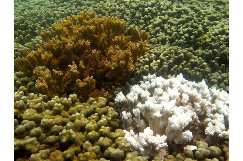 Поскольку изменение климата и загрязнение окружающей среды подвергают опасности коралловые рифы, ученые замораживают кораллы, чтобы заселить будущие океаны.