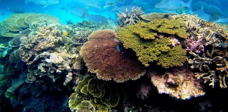Поскольку изменение климата и загрязнение окружающей среды подвергают опасности коралловые рифы, ученые замораживают кораллы, чтобы заселить будущие океаны.