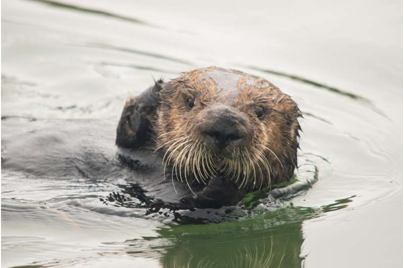 As sea otters recolonize California estuary, they restore its degraded geology