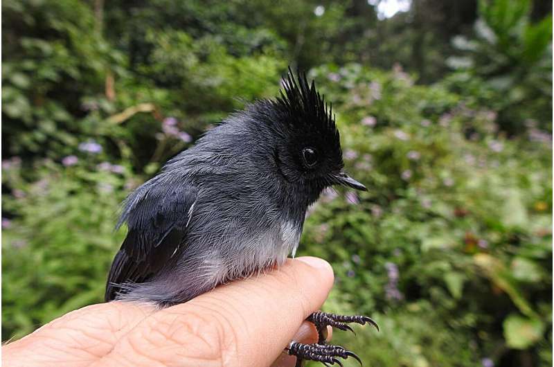 As the climate warms, birds in the East Africa mountains are getting bigger