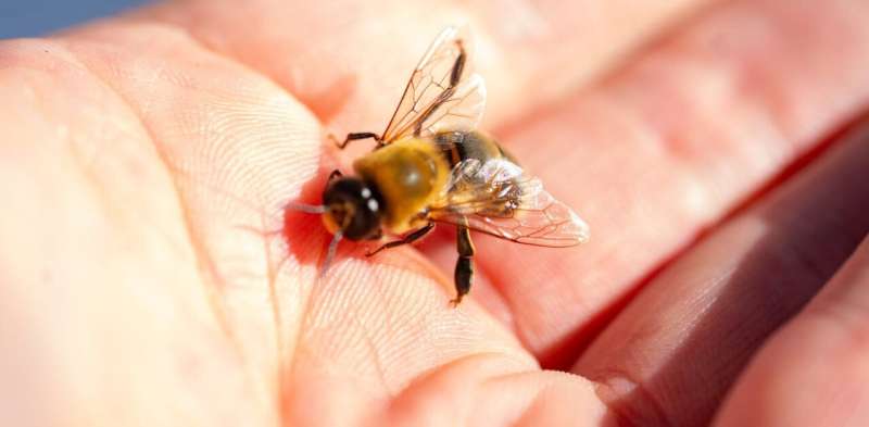 As Varroa spreads, now is the time to fight for Australia's honey bees—and you can help