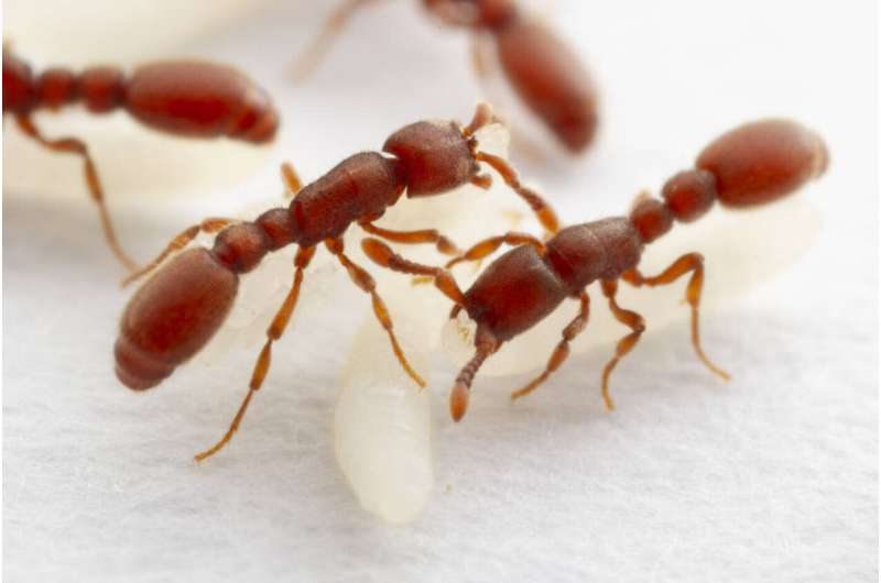 Asexual reproduction usually leads to a lack of genetic diversity. Not for these ants.
