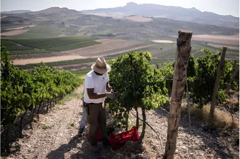 At Contessa Entellina, the company's main estate in the province of Agrigento, there has been almost no rain since May.