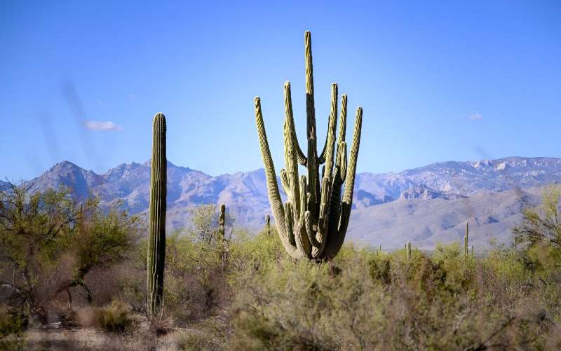 At Saguaro National Park, home to the largest concentration of iconic saguaro cacti in the country, approximately two million of the towering desert plants cluster together like a forest, their arms stretching up towards the sky