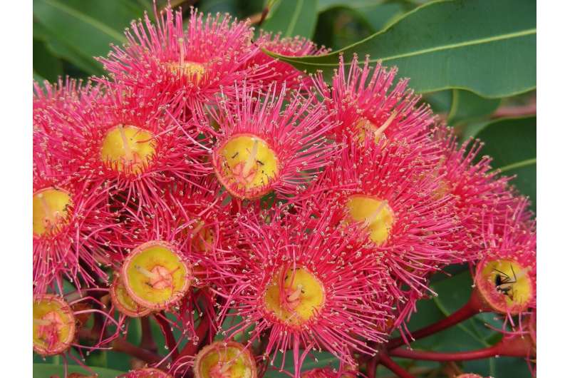 Australian plants