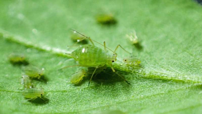 Australian researchers warn of global threat to crops as insecticide resistance emerges in bluegreen aphids