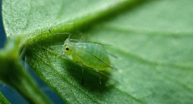 Australian researchers warn of global threat to crops as insecticide resistance emerges in bluegreen aphids
