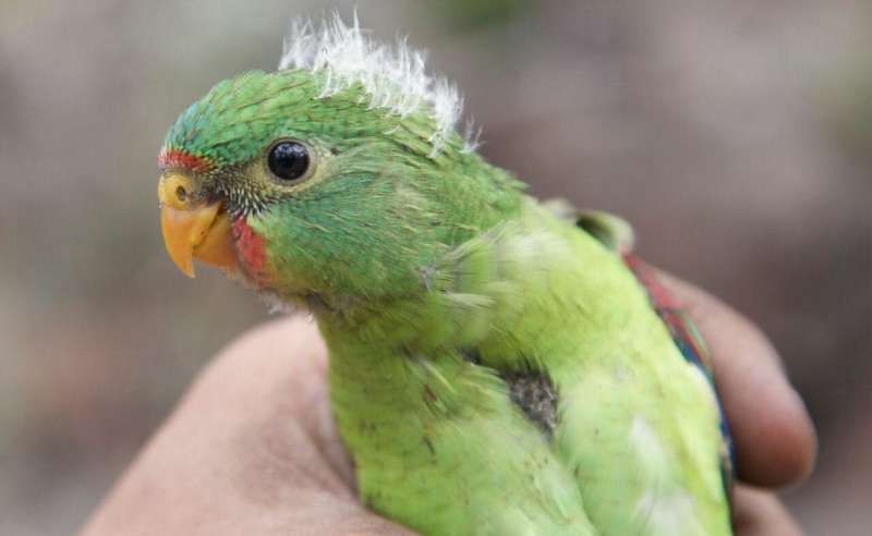 Australia's most at-risk bird species share some common traits