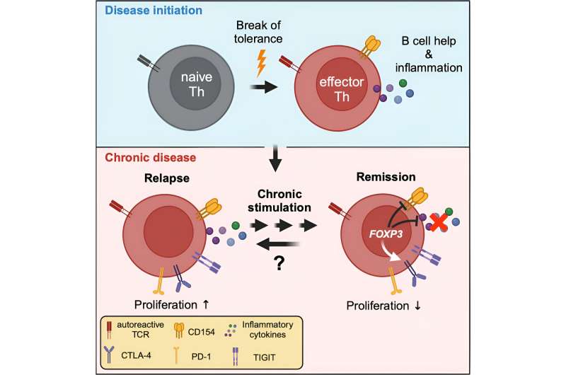 Autoimmunity: Immune cells escape therapy due to 'exhausted' state