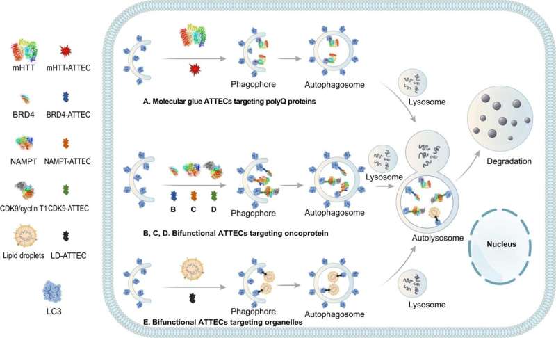 Autophagy-tethering compounds (ATTECs) may open new directions in targeted drug discovery