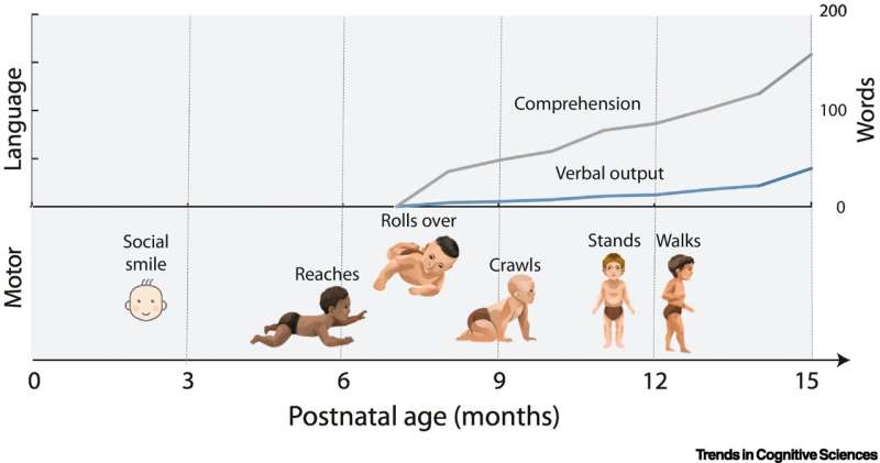 Babies use 'helpless' infant period to learn powerful foundation models, just as ChatGPT does