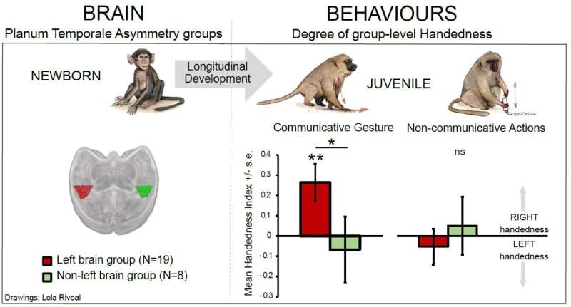 Baby baboon brain anatomy predicts which hand they will use to communicate