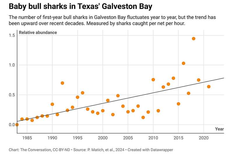 Baby bull sharks are thriving in Texas and Alabama bays as the Gulf of Mexico warms